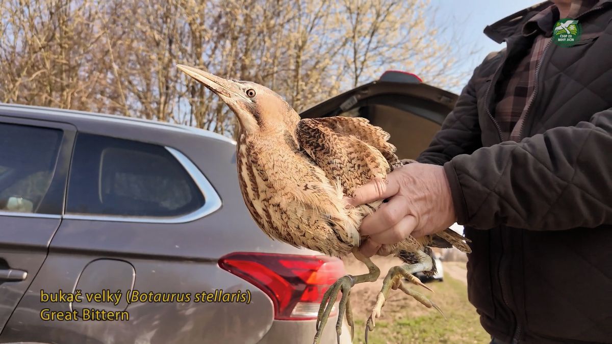 Vzácný pták, kterého lidé našli vyčerpaného na Novojičínsku, se vrátil zpátky do přírody